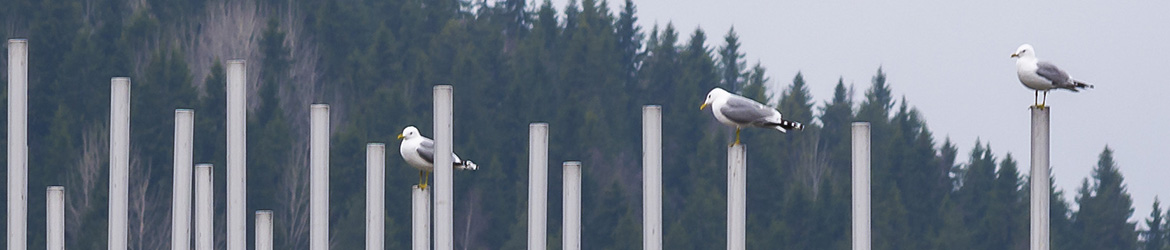 kalalokki; Aarne Hagman