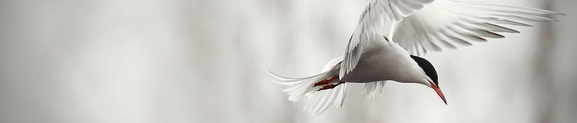 kalatiira; Anne Jääskeläinen