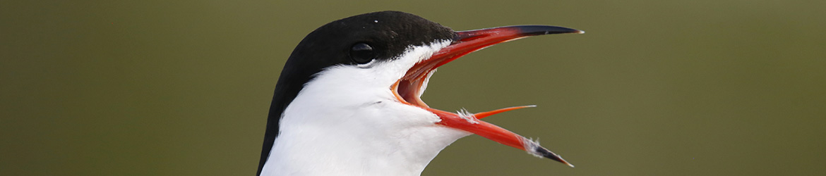 kalatiira; Anne Jääskelainen