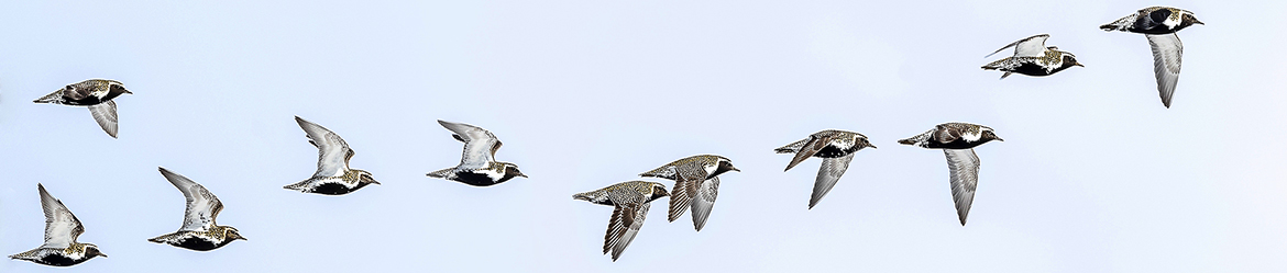 kapustarinta; Tero Pelkonen
