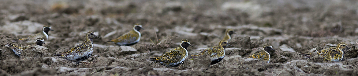 kapustarinta; Tero Pelkonen