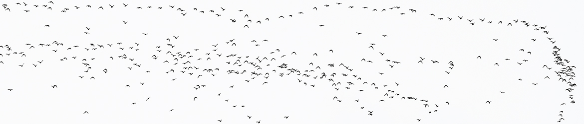 kapustarinta; Tero Pelkonen