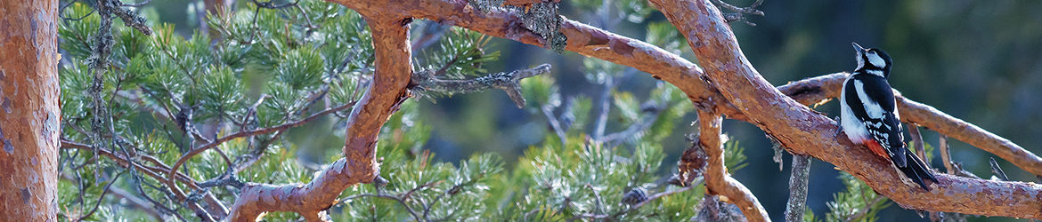käpytikka; Tero Pelkonen