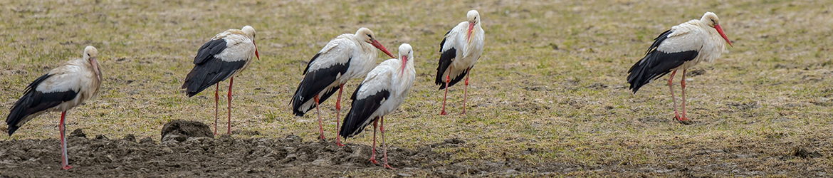 kattohaikara; Ilkka Markkanen