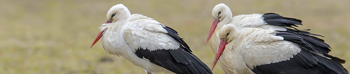 kattohaikara; Ilkka Markkanen