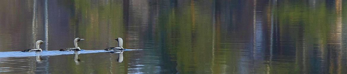 kuikka; Aarne Hagman