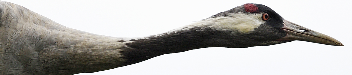 kurki; Matti Hakkarainen