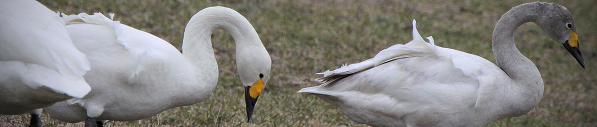 laulujoutsen; Kaarina Heiskanen