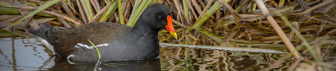 liejukana; Ilkka Markkanen