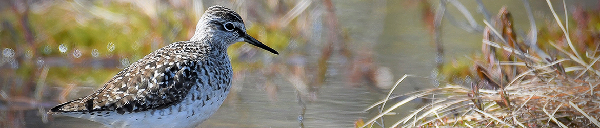 liro; Leena Meuronen