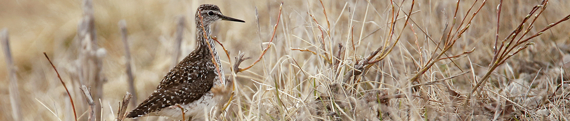 liro; Anne Jääskeläinen