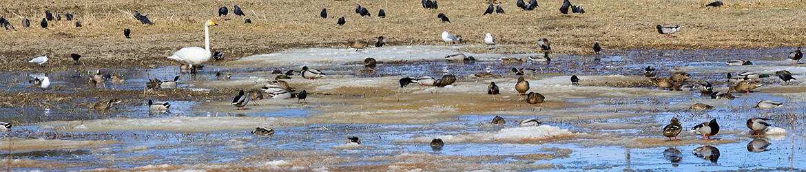 maisema; Aarne Hagman