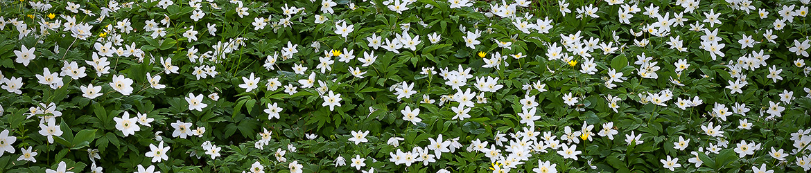 maisema; Tero Pelkonen