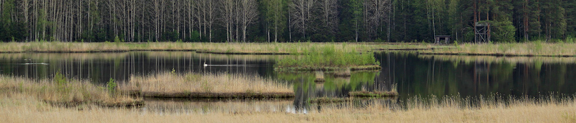 maisema; Kaarina Heiskanen