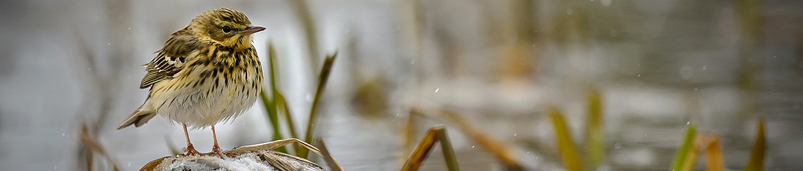 metsäkirvinen; Ilkka Markkanen