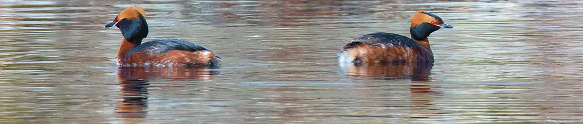 mustakurkku-uikku; Kari Hänninen