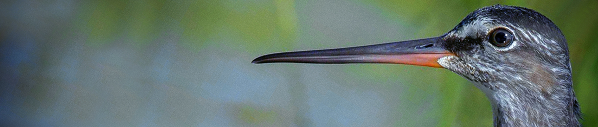 mustaviklo; Ilkka Markkanen