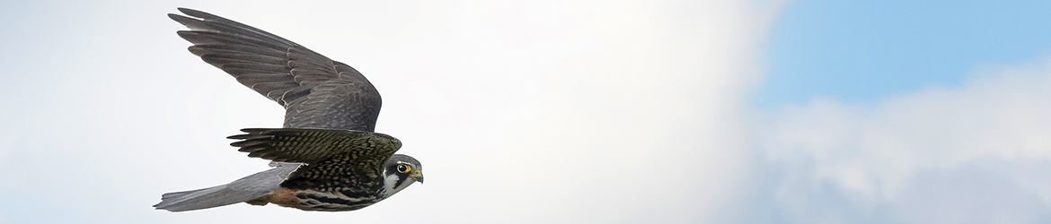 muuttohaukka; Tero Pelkonen