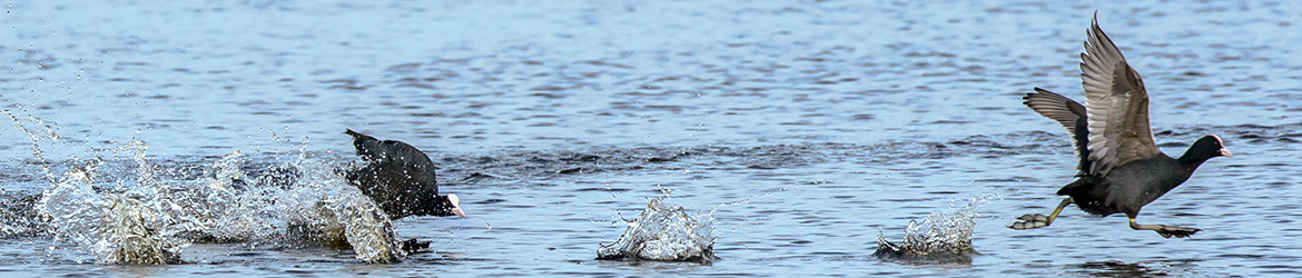 nokikana; Ilkka Markkanen