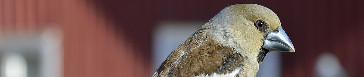 nokkavarpunen; Leena Meuronen