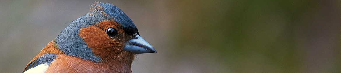 peippo; Tero Pelkonen
