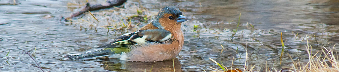 peippo; Aarne Hagman