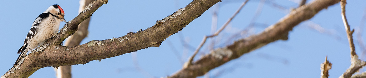 pikkutikka; Markku Ukkonen
