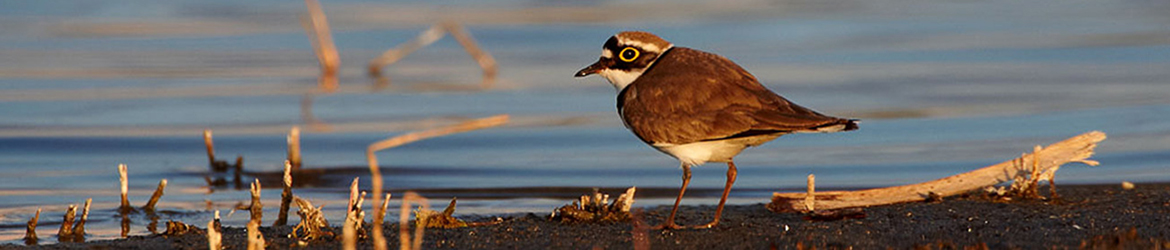 pikkutylli; Tero Mikkonen