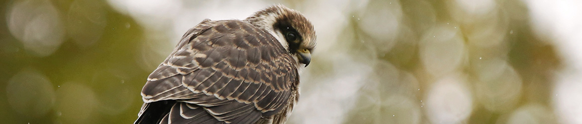 punajalkahaukka; Anne Jääskelainen