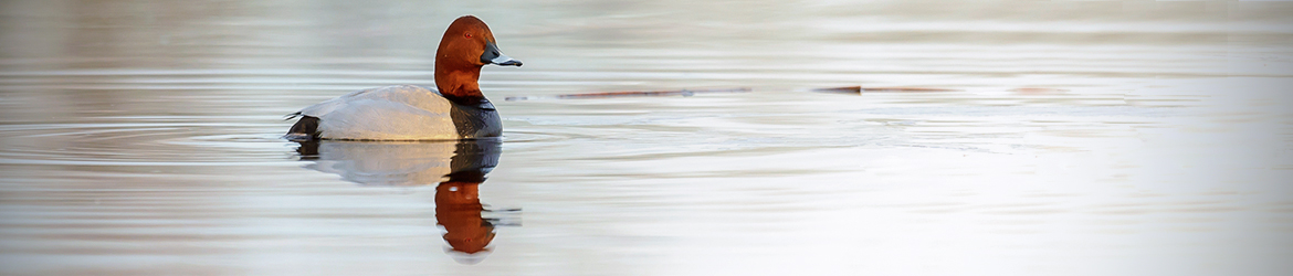 punasotka; Ilkka Markkanen