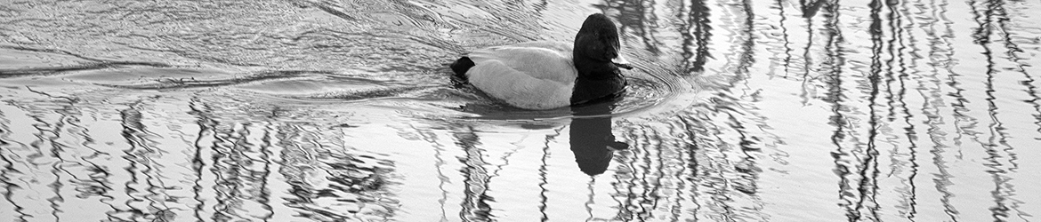 punasotka; Heikki Ranta