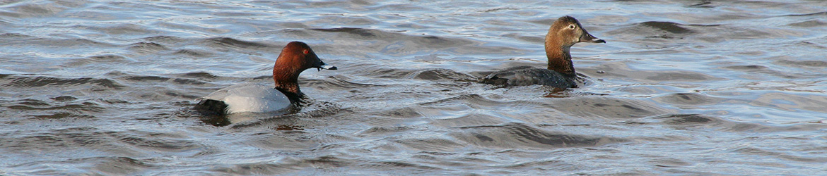 punasotka; Helena Rönkä