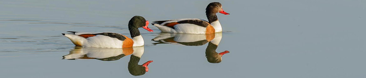 ristisorsa; Ilkka Markkanen