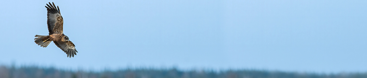 ruskosuohaukka; Mika Räisänen