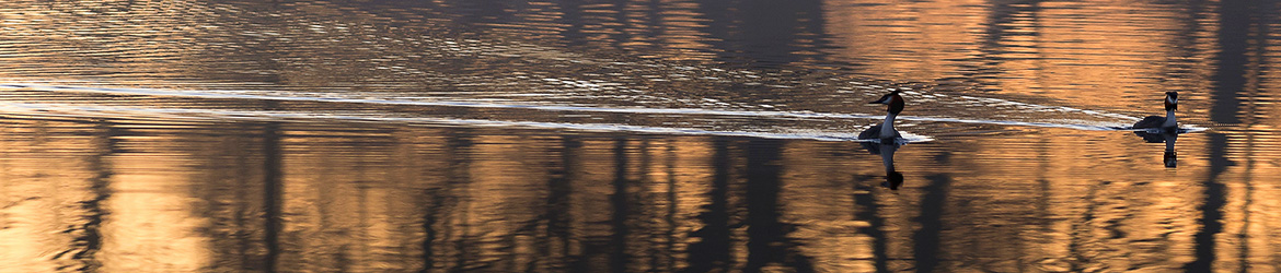 silkkiuikku; Tero Pelkonen