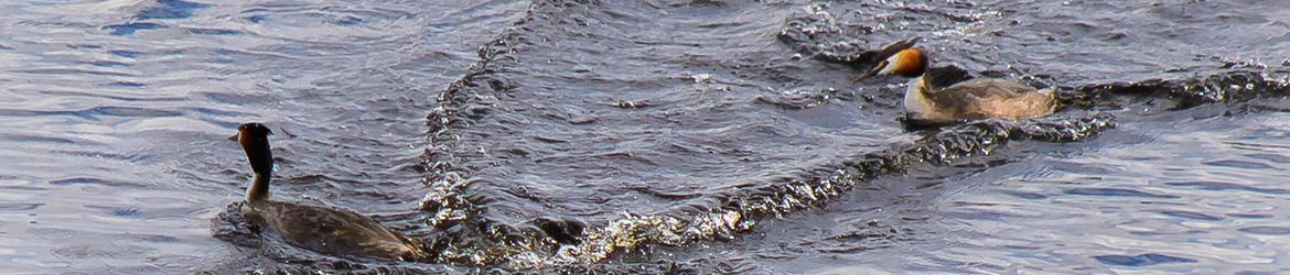 silkkiuikku; Aarne Hagman