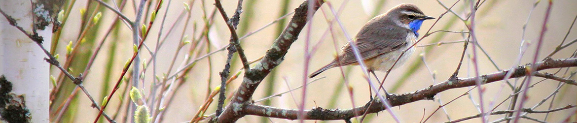 sinirinta; Kaarina Heiskanen