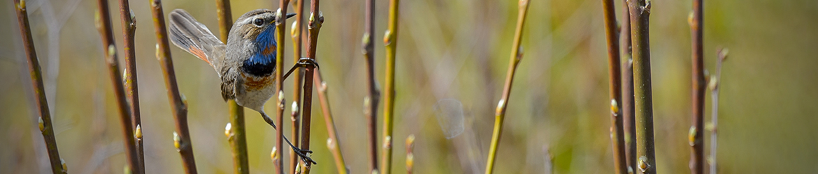 sinirinta; Ilkka Markkanen