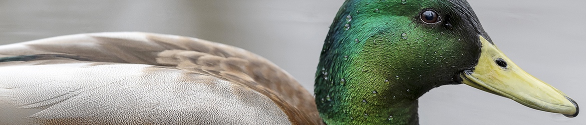 sinisorsa; Tero Pelkonen