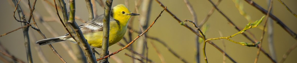 sitruunavästäräkki; Ilkka Markkanen