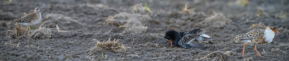 suokukko; Tero Pelkonen