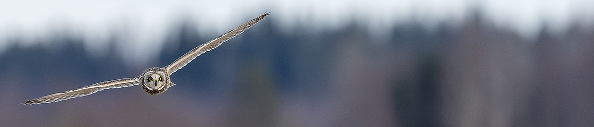 suopöllö; Tero Pelkonen