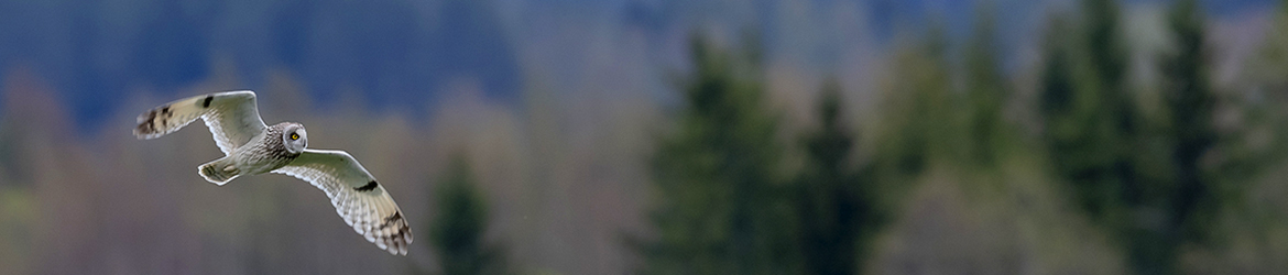 suopöllö; Tero Pelkonen