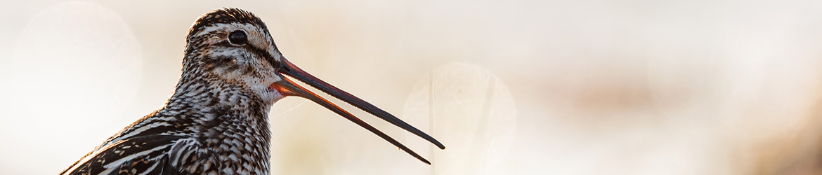 taivaanvuohi; Matti Hakkarainen