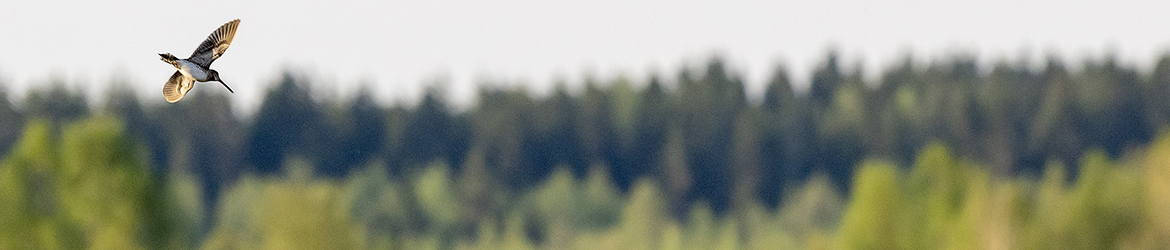 taivaanvuohi; Tero Pelkonen