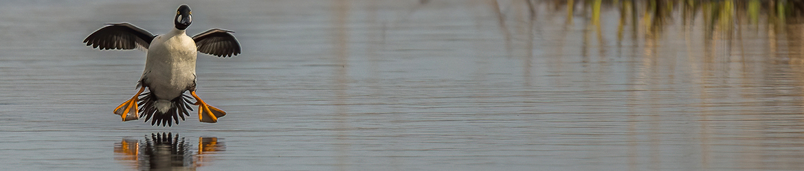 telkkä; Mika Räisänen