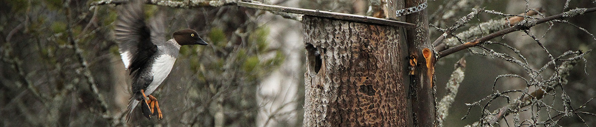 telkkä; Jukka Tuovinen