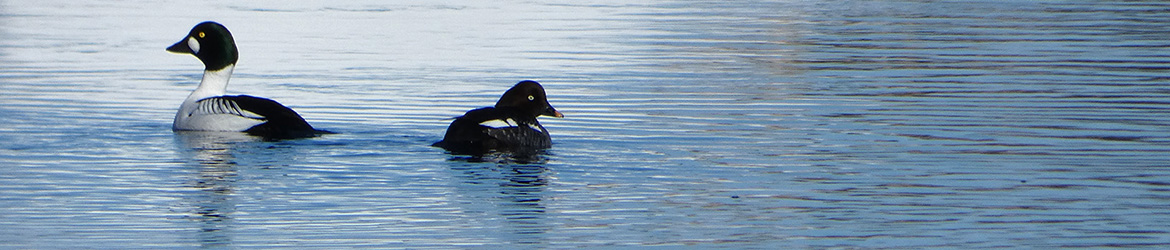 telkkä; Patrick Hublin