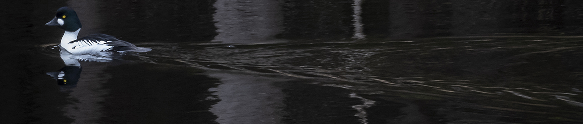 telkkä; Tero Pelkonen