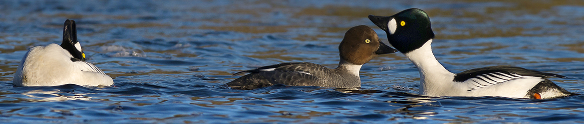 telkkä; Tero Pelkonen
